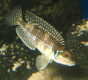 Lamprologus stappersii