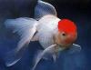 L'avatar di goldfish_oranda