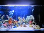 Predatory Saltwater Tank