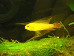 Apistogramma Agassizi Fire Red (maschio)