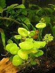 Hydrocotyle Leucocephala durante "l'effetto tramonto".