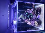 cubo reef 220litri