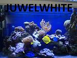 JuwelWhite 450L