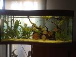 Acquario Discus