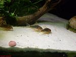 Corydoras gossey