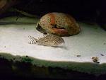 Corydoras trilienatus