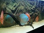 i miei ex discus 2