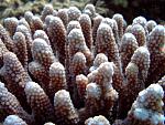 Acropora Mar Rosso