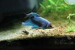 Betta Splendens Halfmoon M