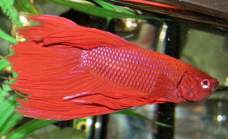 Betta maschio 1