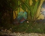 Femmina crowntail