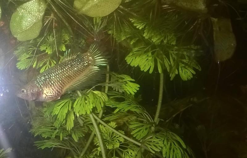 Femmina crowntail