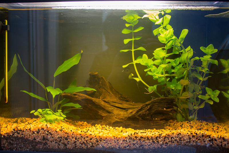 ho messo delle piante nell'acquario di tre specie diverse, volevo mettere anche il muschio di jada sul tronco di legno e un'altra pianta bassa nell'angolo destro davanti