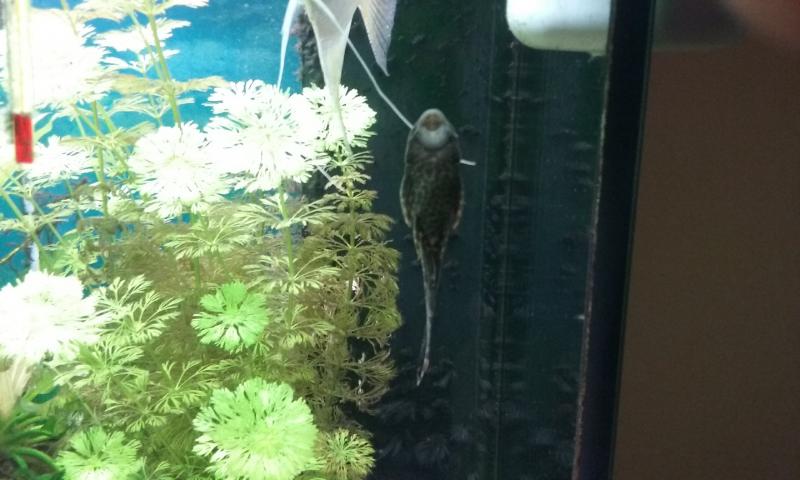 Pleco