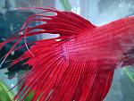 Betta Splendes 
 
Il mio Otello vi saluta