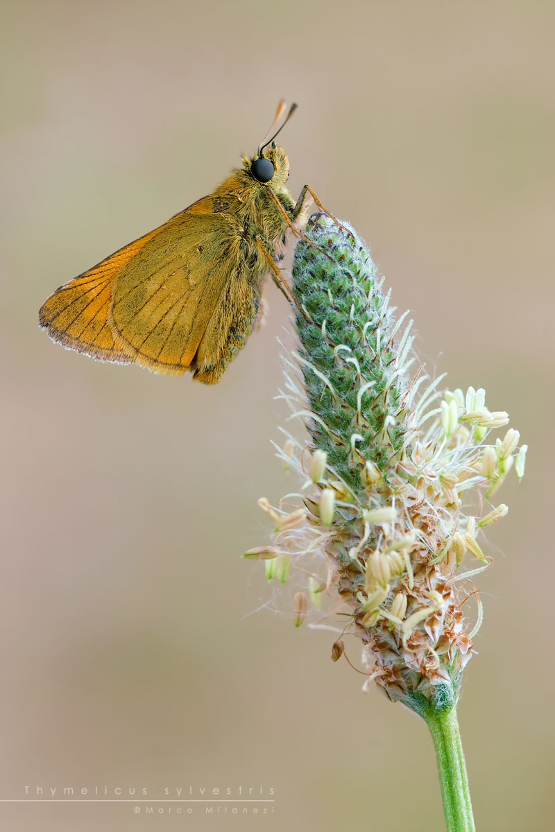 Thymelicus sylvestris