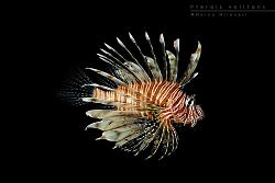 Pterois volitans