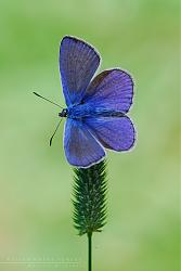 Poliommatus icarus