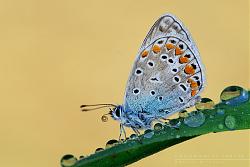 Polyommatus thersites