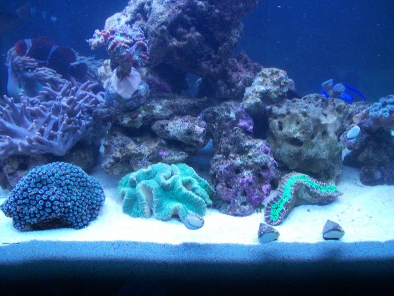 3http://www.acquariofilia.biz/album.php?albumid=449&pictureid=2632