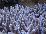 Particolare Millepora 27 09 2009