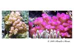 ...: Pocillopora :...