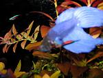 betta splendens