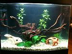 Il mio primo acquario